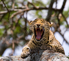 Leopard lying on a tree and yawns. National Park. Kenya. Tanzania. Maasai Mara. Serengeti. An excellent illustration.