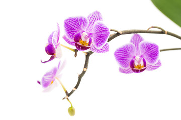 Fototapeta na wymiar Orchid flowers on white background