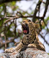 Naklejka premium Leopard lying on a tree and yawns. National Park. Kenya. Tanzania. Maasai Mara. Serengeti. An excellent illustration.