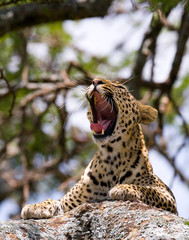 Leopard lying on a tree and yawns. National Park. Kenya. Tanzania. Maasai Mara. Serengeti. An excellent illustration.