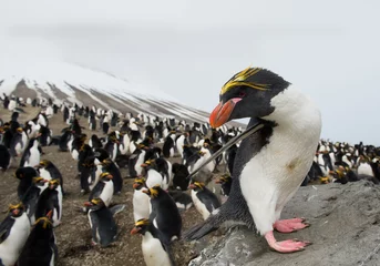 Foto op Plexiglas Pinguïn Macaronipinguïn in kolonie met besneeuwde lijnen op de achtergrond, Zavodovski Island, South Sandwich Islands, Antarctica