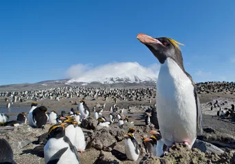 Washable wall murals Penguin Macaroni penguin in huge colony with snowy mountain in the background, blue sky,  Zavodovski Island, South Sandwich Islands, Antarctica