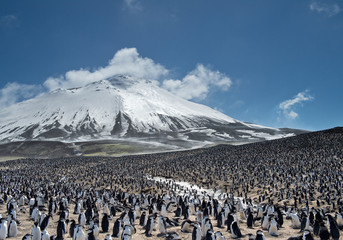 Colony of penguins with snowy mountain in the background, Zavodovski Island, South Sandwich...
