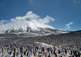 Poster Colony of penguins with snowy mountain in the background, Zavodovski Island, South Sandwich Islands, Antarctica © mzphoto11