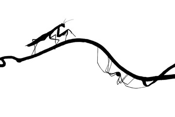 the silhouettes of the praying mantis and the spider on slender twig . isolated on white