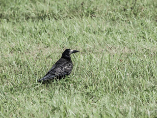 Black crow on the green grass