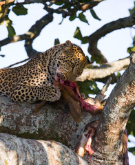 Leopard is eating prey on the tree. National Park. Kenya. Tanzania. Maasai Mara. Serengeti. An excellent illustration.