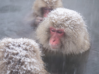 Obraz premium 入浴する野生猿