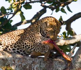 Leopard is eating prey on the tree. National Park. Kenya. Tanzania. Maasai Mara. Serengeti. An excellent illustration.