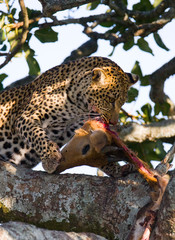 Leopard is eating prey on the tree. National Park. Kenya. Tanzania. Maasai Mara. Serengeti. An excellent illustration.