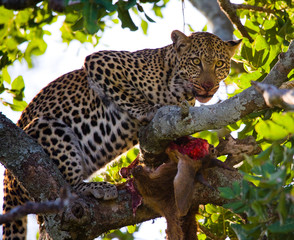 Leopard is eating prey on the tree. National Park. Kenya. Tanzania. Maasai Mara. Serengeti. An excellent illustration.