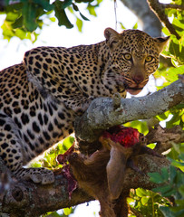 Leopard is eating prey on the tree. National Park. Kenya. Tanzania. Maasai Mara. Serengeti. An excellent illustration.