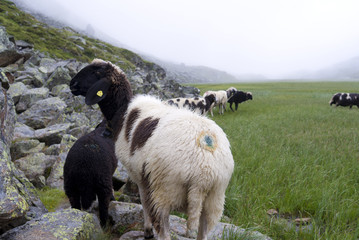 Sheep Willow Mountain Alp Grazing
