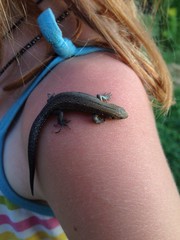 ящерица ползущая по плечу ребенка