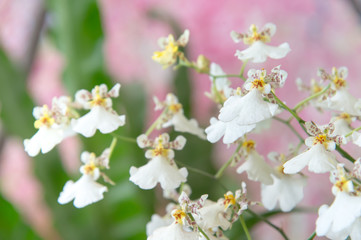 Flowers of cymbidium orchid in garden