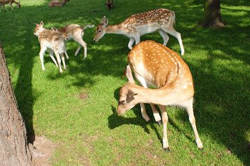 Rehe auf der Wiese