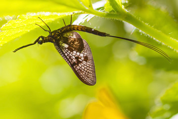 mayfly (Ephemera  vulgata)