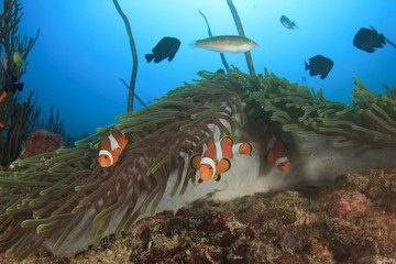 Clownfish anemonefish nemo fish anemone coral reef 