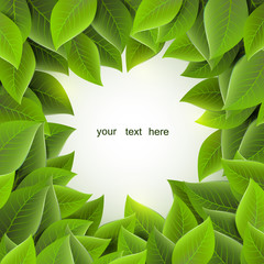 Fototapeta na wymiar frame of green leaves, vector