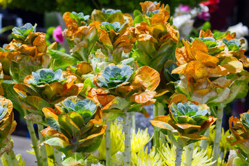 Garden of growing fresh nature orange and green mini cabbage farming field, cabbage bazooka