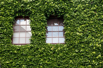 Fototapeta na wymiar Windows on an old house covered with ivy