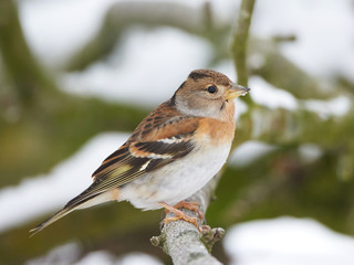Brambling (Fringilla montifringilla)