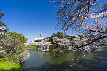 千鳥ヶ淵の桜
