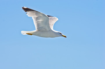 Fototapeta na wymiar Closeup of a seagull flying over Aegean sea near mountain Athos