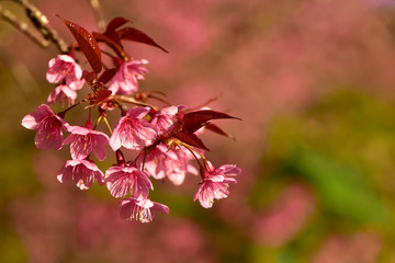 wild himalayan cherry