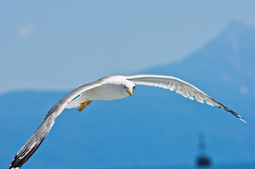 Fototapeta premium Closeup of a seagull flying over Aegean sea near mountain Athos