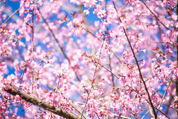 Pink sakura, Cherry blossom in Thailand.