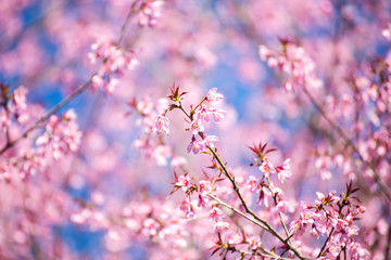 Obraz na płótnie Canvas Pink sakura, Cherry blossom in Thailand.