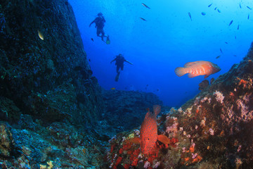 Naklejka na ściany i meble Scuba diving underwater coral reef sea ocean