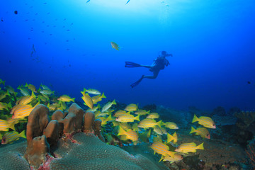 Scuba diving underwater coral reef sea ocean