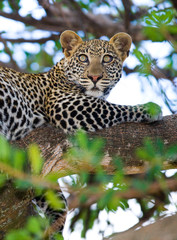 Leopard is lying on a tree. National Park. Kenya. Tanzania. Maasai Mara. Serengeti. An excellent illustration.