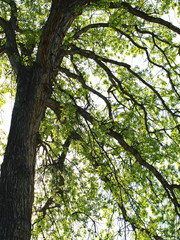 Green Leaf Tree Branches in a Park