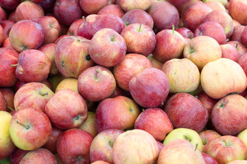 Lots of apples!/  Many many bright and very appetizing beautiful apples!