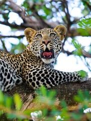 Leopard is lying on a tree. National Park. Kenya. Tanzania. Maasai Mara. Serengeti. An excellent illustration.