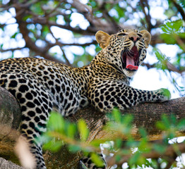 Leopard is lying on a tree. National Park. Kenya. Tanzania. Maasai Mara. Serengeti. An excellent illustration.
