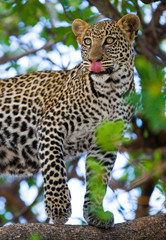 Leopard standing on the tree. National Park. Kenya. Tanzania. Maasai Mara. Serengeti. An excellent illustration.