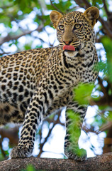 Leopard standing on the tree. National Park. Kenya. Tanzania. Maasai Mara. Serengeti. An excellent illustration.