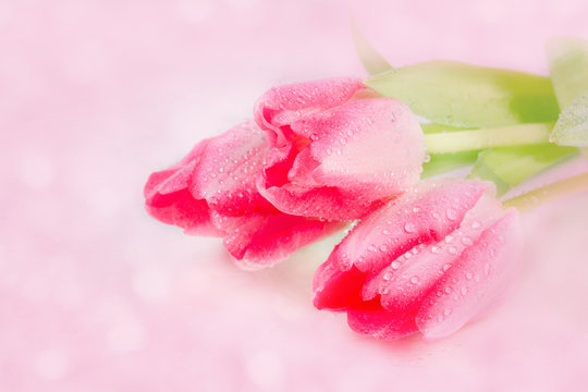 Spring flower pink tulips bouquet on pink background.