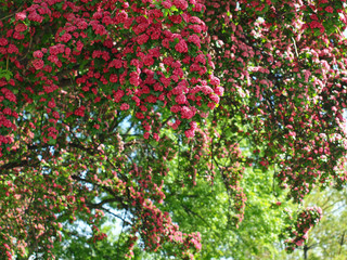 Fototapeta premium Green Leaf Tree Branches in a Park