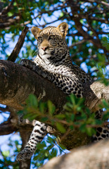Leopard is lying on a tree. National Park. Kenya. Tanzania. Maasai Mara. Serengeti. An excellent illustration.