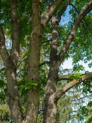 Fototapeta premium Green Leaf Tree Branches in a Park