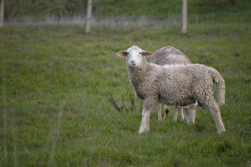 Obraz premium Oveja curiosa