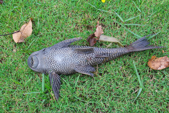 Dead fish on the grass is called Sucker or sucker mouth catfish or hypostomus plecostomus.