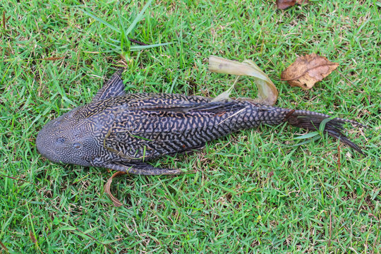 Dead fish on the grass is called Sucker or sucker mouth catfish or hypostomus plecostomus.