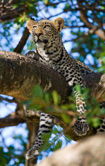 Fototapeta na wymiar Leopard is lying on a tree. National Park. Kenya. Tanzania. Maasai Mara. Serengeti. An excellent illustration.