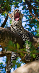 Leopard is lying on a tree. National Park. Kenya. Tanzania. Maasai Mara. Serengeti. An excellent illustration.